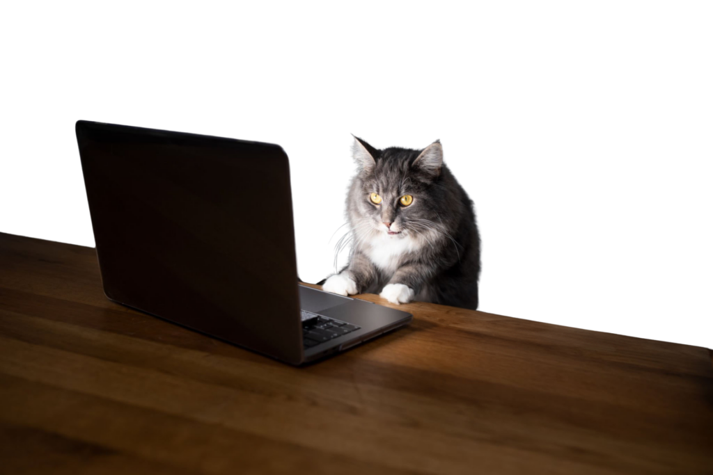 Gato enviando un correo